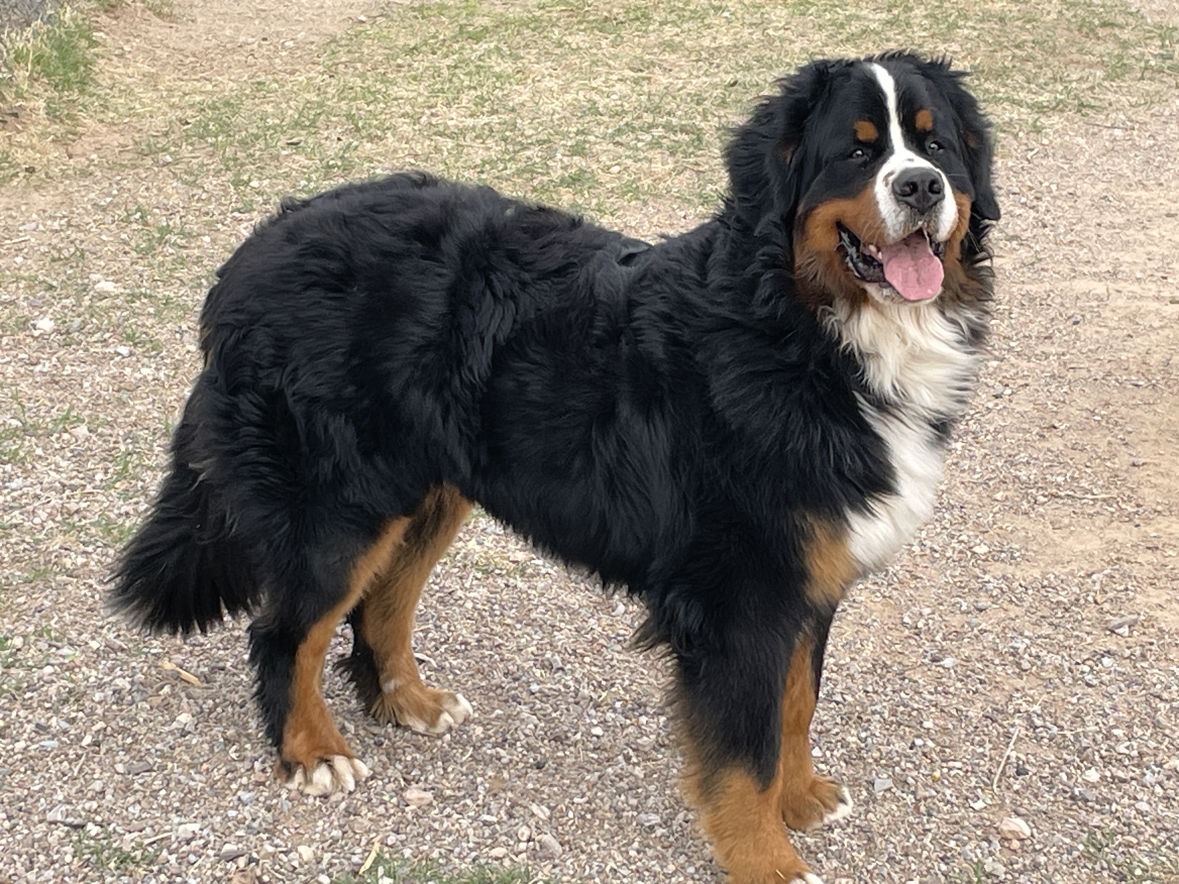 Bjorn av Hiselfoss Utah Bernese